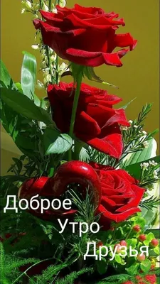 Красивые розы на фото Доброе утро в png формате, фото