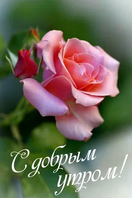 Красивые розы на фото Доброе утро