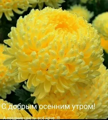 Скачать фото утренних хризантем в Full HD