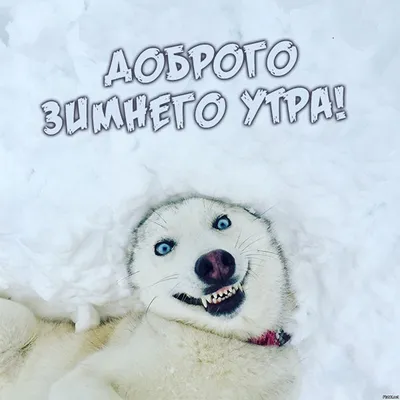 Утренняя фотография смеха: Доброе утро смешное