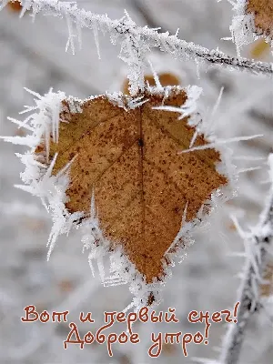 Фото Доброе утро снег с заснеженными деревьями