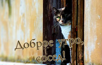 Утренний кофе с соседями: фотоподборка