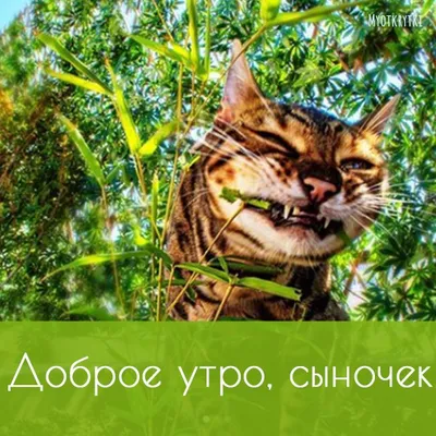 Скачать бесплатно фото Доброе утро сынок