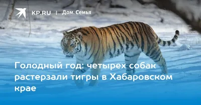 Утренние моменты с тигрятами на фотографиях