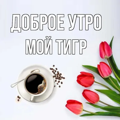 Фотографии тигрят, чтобы поднять настроение утром