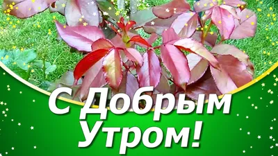 Вдохновение на утро: фото с прекрасным утром и удачной средой