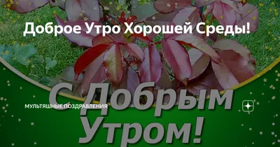 Утренняя гармония природы: фото с добрым утром и удачной средой