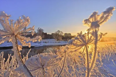 Зимний плен: Фото утренней атмосферы в заснеженной природе