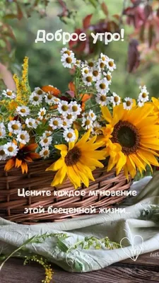 Фото в формате webp для быстрой загрузки