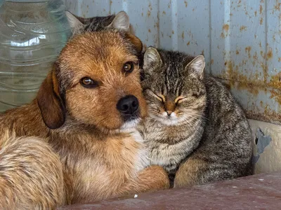 Волшебные изображения для вашего дня