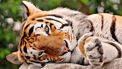 Добрый тигр  фото
