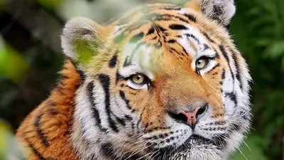 Фото тигра с выбором размера и формата для сохранения