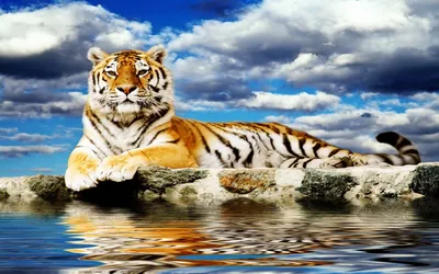 Фотография тигра с возможностью скачать в формате webp