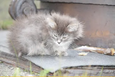 Вечерний покой: кошачьи фотографии для души