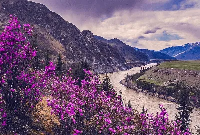 Фотографии Долины реки Чулышман: загрузи новые изображения