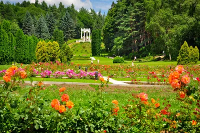 Фото роз Долина роз Кисловодск в разных размерах