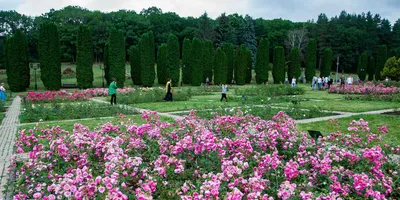 Фотографии роз в долине Кисловодска: выберите желаемое изображение