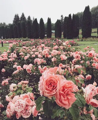 Прекрасные изображения роз в Долине роз