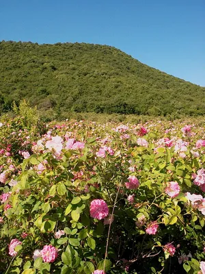 Удивительные картинки роз в Долине роз