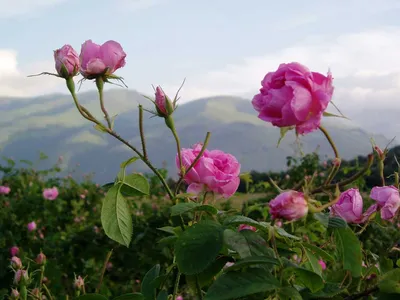 Атмосферные изображения роз в Долине роз
