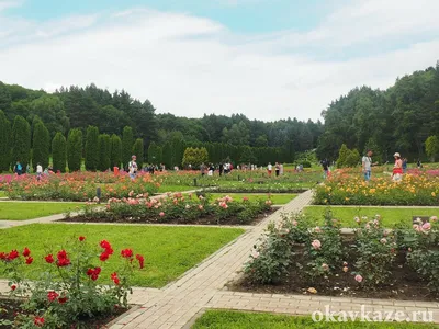 Ошеломляющие изображения роз в Долине роз