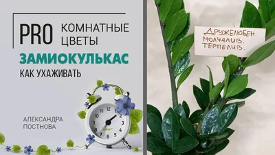 Фон с изображением долларового дерева в хорошем качестве