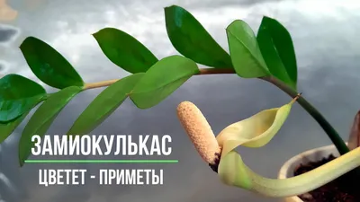 Бесплатные фото Долларовое дерево цветет для загрузки