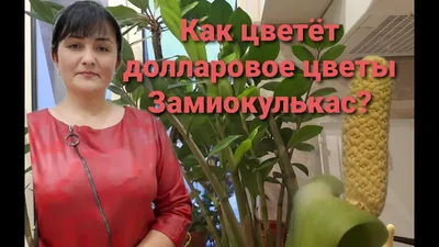 Экзотическая прелесть Долларового дерева цветка.