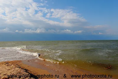 Фотоотчёт: красоты пляжей Должанской косы