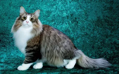 Очаровательные картинки длинношерстных кошек для скачивания