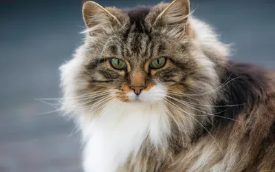 Очаровательные фото домашних длинношерстных кошек в разных форматах