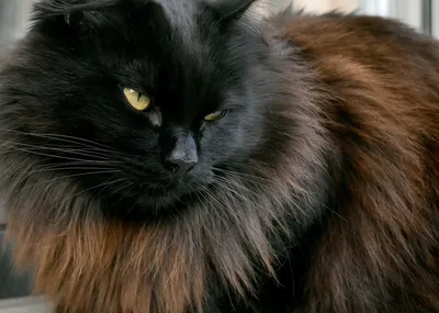 Изумительные фотографии домашних длинношерстных кошек