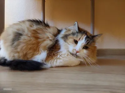 Домашняя длинношёрстная кошка: обаяние и красота на каждом снимке