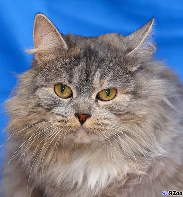 Домашняя длинношёрстная кошка: красивые фотографии для вашего настроения