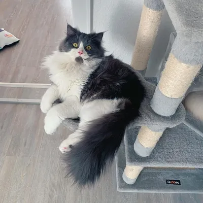 Домашняя длинношёрстная кошка: захватывающие фотографии в разных форматах