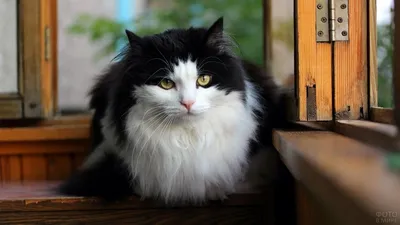 Фотографии домашней длинношёрстной кошки, которые станут вашими любимыми
