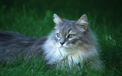 Домашняя длинношёрстная кошка: фото, которые вы захотите разместить в своем альбоме