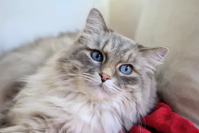 Очаровательные фотографии домашних длинношерстных кошек для любителей кошек