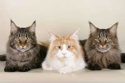Фото домашней длинношёрстной кошки в разных форматах для вашего удобства