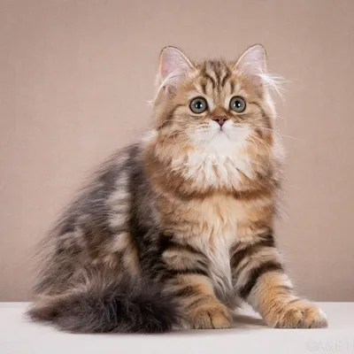 Домашняя длинношёрстная кошка: фотографии, которые стоит посмотреть