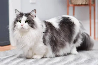 Домашняя длинношёрстная кошка: лучшие фотографии в разных форматах