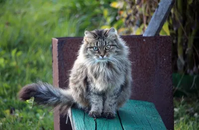 Очаровательная длинношёрстная кошка: выберите размер и формат