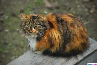 Длинношёрстная кошка на фотографии: прекрасный выбор для обоев