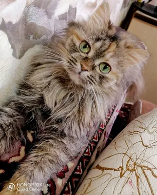 Очаровательная домашняя длинношёрстная кошка на изображении в PNG