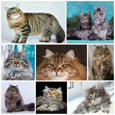 Длинношёрстная кошка на фото: выберите свой размер и формат