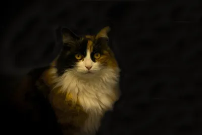 Фотография домашней длинношёрстной кошки: красиво и бесплатно