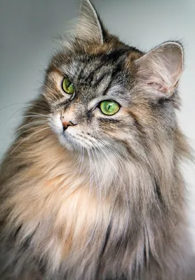 Прекрасная домашняя длинношёрстная кошка на изображении в WebP
