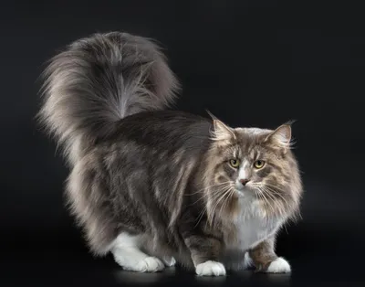 Длинношёрстная кошка на красивой фотографии: выберите свой формат