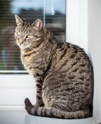 Домашняя короткошёрстная кошка  фото