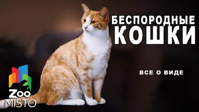 Фото домашней короткошерстной кошки для создания открыток